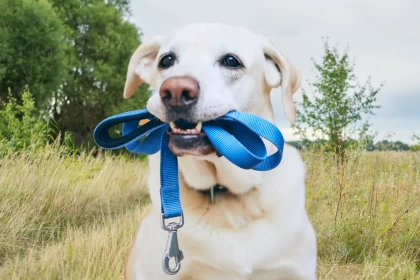 4 erreurs fréquentes qui nuisent à la santé de votre chien pendant les promenades (et comment les éviter dès aujourd’hui)