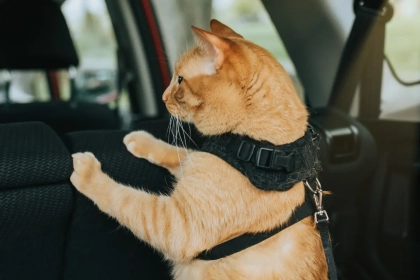 Voici la bonne façon d’emmener un chat chez le vétérinaire : cinq erreurs courantes !
