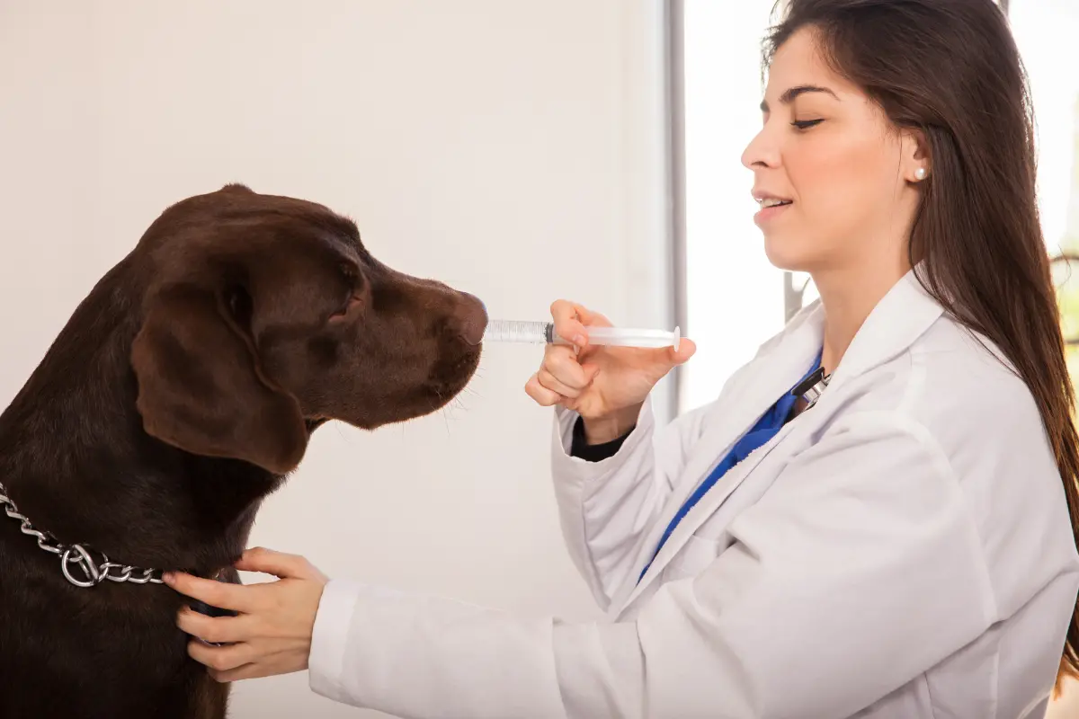 Parasites, tiques, vers : la fréquence idéale pour vermifuger votre chien selon son âge et son mode de vie
