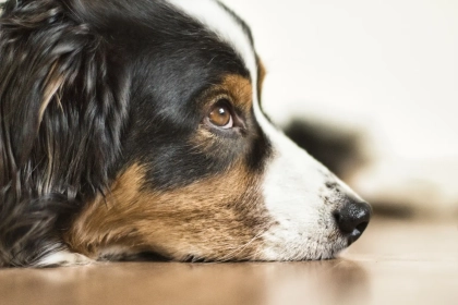 A quoi peut bien penser mon chien tout au long de la journée ?