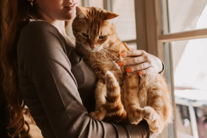 Quelle est la différence entre aimer les chats et être véritablement ailurophile