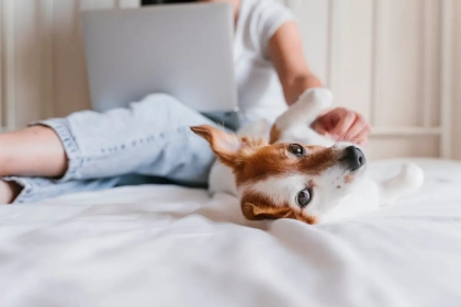 Bien caresser son chien : guide complet des zones de plaisir et de celles qu’il vaut mieux éviter