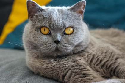 Vous cherchez un chat calme ? Voici les 9 races les plus douces à adopter sans stress !