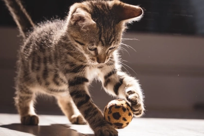 Comment reconnaître un félin extraverti, sociable et plein de vie ?