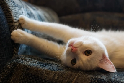 Comment empêcher votre chat de griffer vos meubles et votre canapé sans le frustrer ? Les conseils qui font la différence