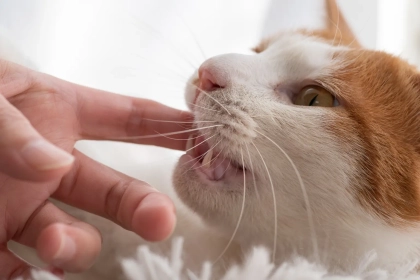 Pourquoi votre chat vous mordille quand vous le caressez ? les vraies explications des comportementalistes félins
