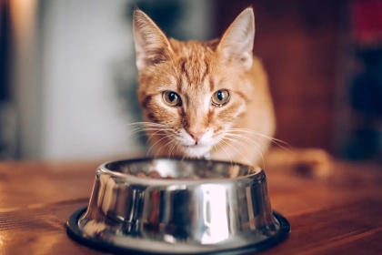 Pourquoi votre chat refuse-t-il de manger pendant les fortes chaleurs ? Les explications d’un vétérinaire