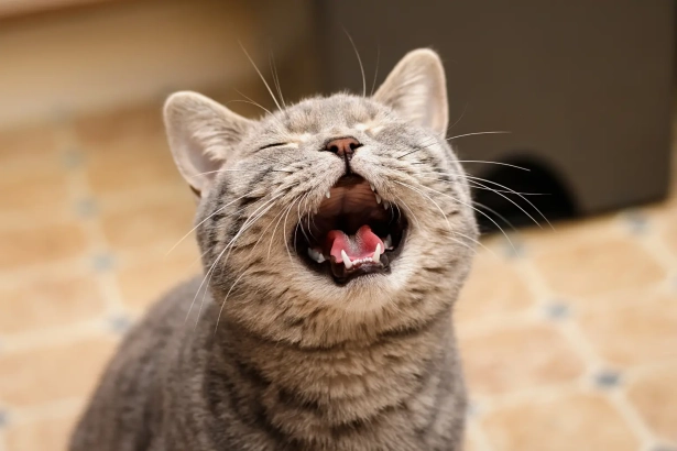 Pourquoi votre chat miaule ? Découvrez ce que chaque miaulement signifie vraiment !