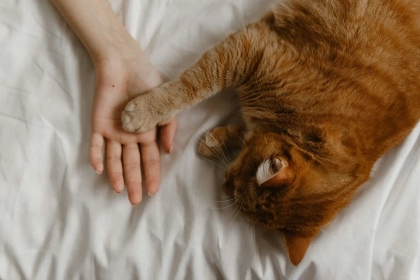 Pourquoi votre chat vous réveille chaque nuit (et les vraies solutions qui fonctionnent enfin) ?