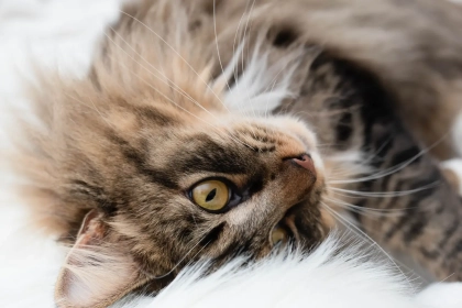 À quel âge un chaton commence-t-il à ronronner ?