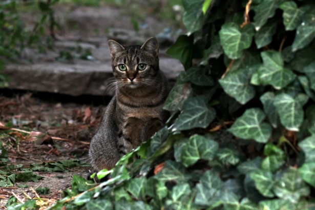 Pourquoi un chat cherche-t-il un endroit calme et sombre en fin de vie ?