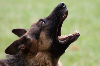 Un vétérinaire dévoile la technique simple et efficace pour faire cesser les aboiements intempestifs de votre chien