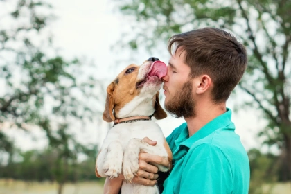 Quelles sont les races de chiens les plus câlines et comment expliquent-elles leur incroyable besoin d’affection ?