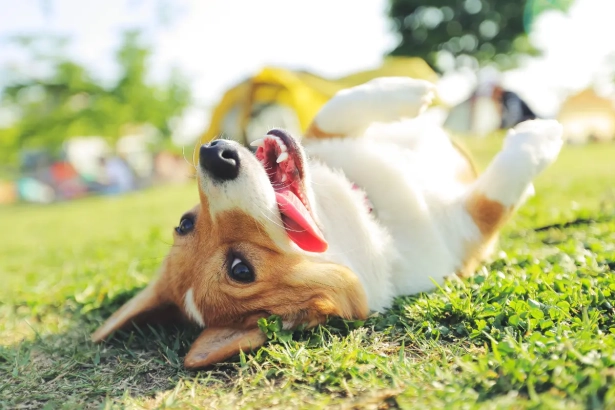Les vétérinaires alertent : ces races de chiens risquent leur vie à plus de 30°C