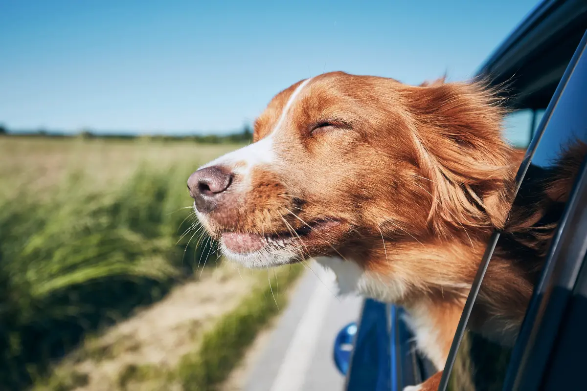 Canicule : ce geste que font 8 maîtres sur 10 met leur chien en danger