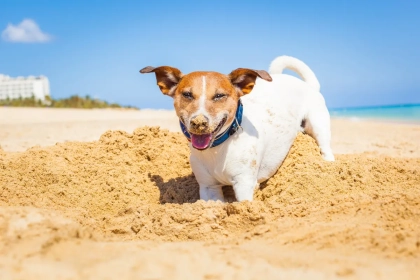 Forte chaleur : combien de temps un chien peut-il rester dehors sans risque de déshydratation ?