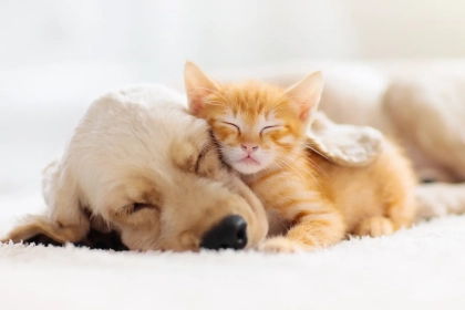 Comment expliquer que les chats vivent souvent plus de 15 ans alors que les chiens dépassent rarement 12 ans ?