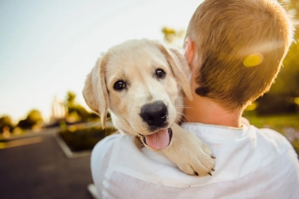 Quel chien choisir quand on a des enfants ? Les races les plus affectueuses et faciles à vivre