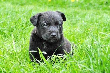 Pourquoi les chiens aux poils noirs souffrent-ils plus de la chaleur ? Un phénomène encore méconnu