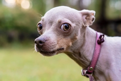 Pourquoi votre chien a peur des inconnus et comment l’aider à retrouver confiance ?