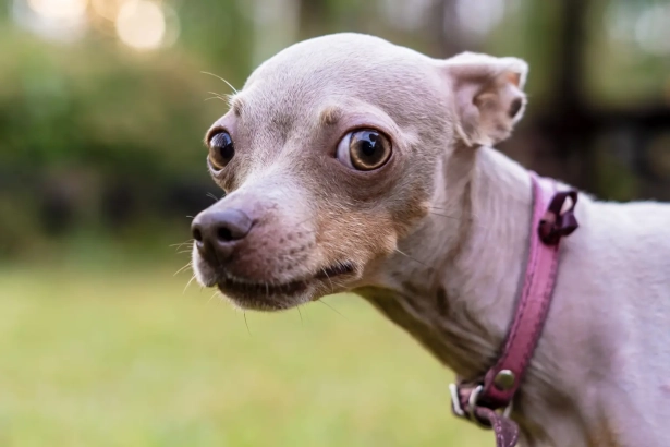 Pourquoi votre chien a peur des inconnus et comment l’aider à retrouver confiance ?