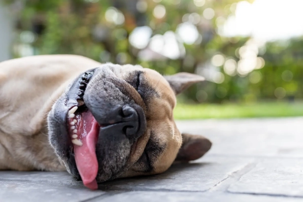 Comment protéger efficacement votre chien des dangers du soleil tout au long de l&rsquo;année ?