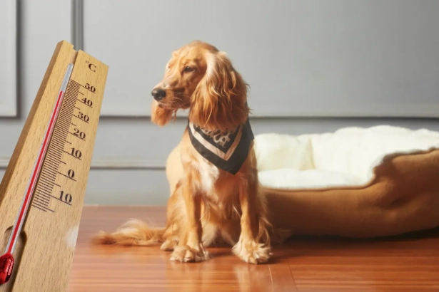 Peut-on vraiment laisser son chien seul à la maison quand il fait 35°C ? Ce que les vétérinaires ne répètent jamais assez !