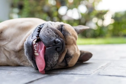 Ces races de chiens qui souffrent deux fois plus de la chaleur : les précautions indispensables que trop de maîtres ignorent !