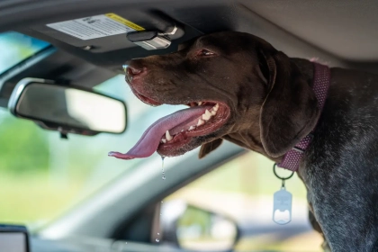 Chien en voiture par temps chaud : même avec la clim, à partir de combien de minutes cela devient risqué ?