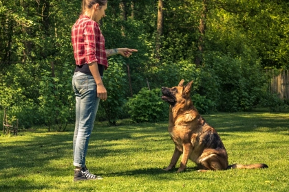 Votre chien vous suit partout ? Ce n’est peut-être pas de l’amour… mais quelque chose de plus profond.