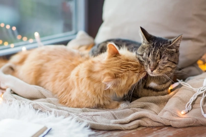 Comment faire cohabiter deux chats sans stress et sans bagarre ? le protocole recommandé par les experts félins !