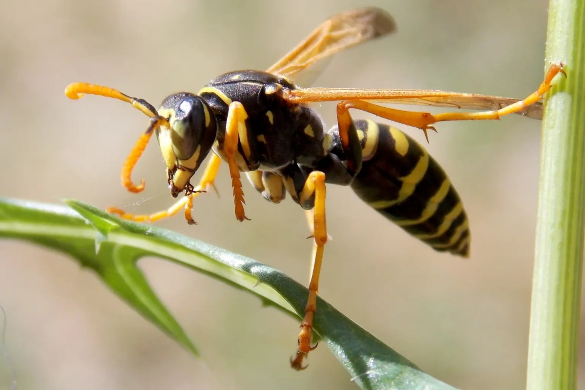 Guêpes au jardin : quels sont leurs prédateurs naturels et pourquoi il faut les préserver ? Guêpes au jardin : quels sont leurs prédateurs naturels et pourquoi il faut les préserver ?