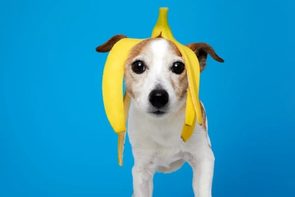 Éducation du Jack Russell : Ce que les éducateurs canins recommandent pour avoir un chien vif, obéissant et parfaitement équilibré