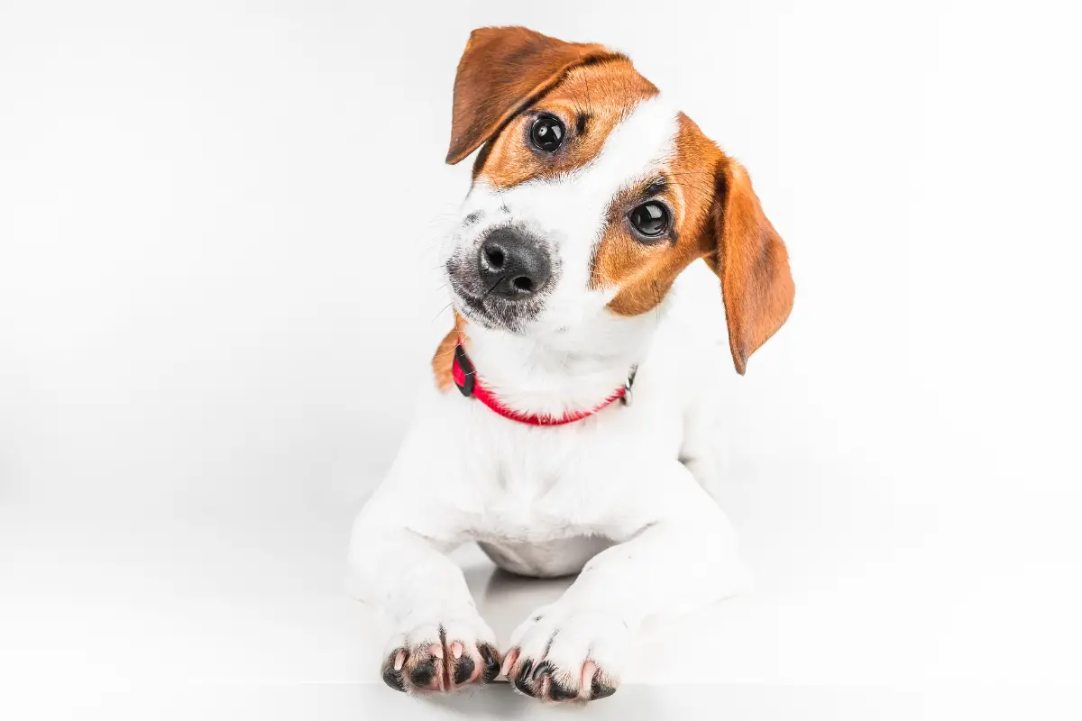jack russel erreurs