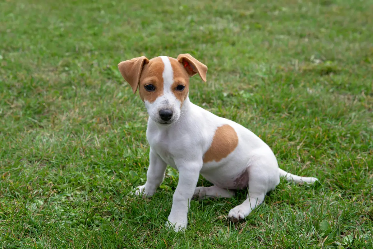 jack russel ordre