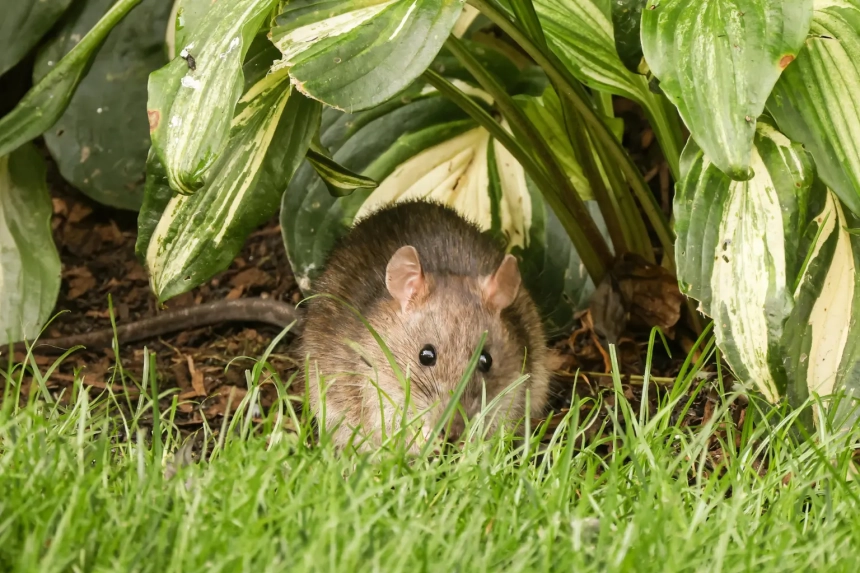 Vous avez vu un rat ? Voici combien d&rsquo;autres peuvent se cacher à proximité selon les spécialistes !