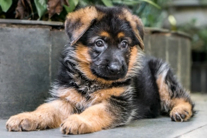 Quels sont les chiens les plus loyaux mais aussi les plus exclusifs ?