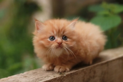 Le chat Persan : beauté royale et douceur légendaire