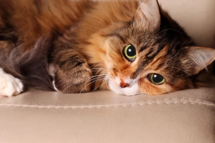 4 conseils indispensables pour accueillir un chaton en pleine santé