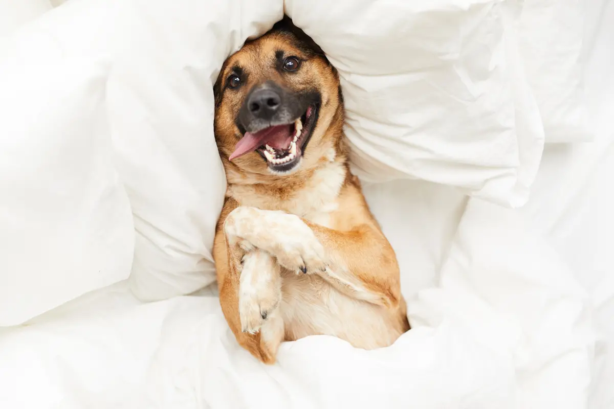 Quels sont les chiens les plus énergiques et les plus difficiles à canaliser en intérieur ?