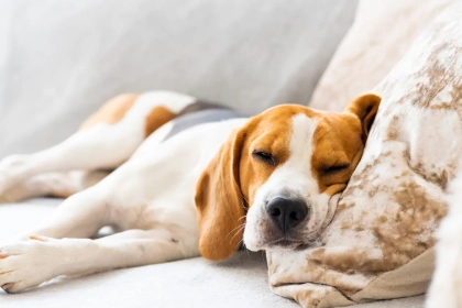 Quels sont les chiens les plus difficiles à éduquer selon les comportementalistes et pourquoi certaines races posent plus de problèmes que d’autres