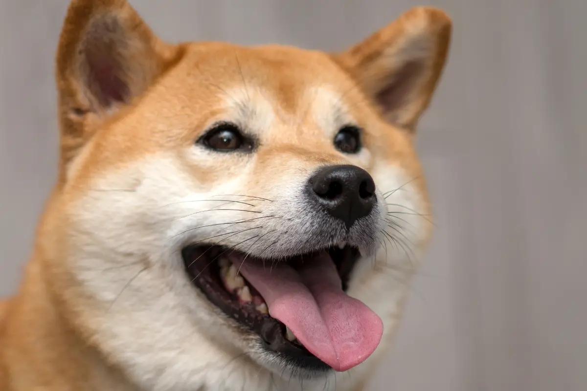 Quels sont les chiens les plus têtus, même après des heures de dressage ?