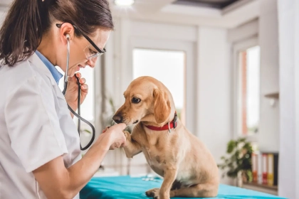 Vétérinaire et équilibre vie pro / vie perso : mission impossible ?