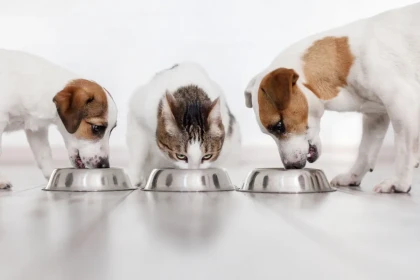 Est-ce que les chats et les chiens peuvent manger la même nourriture ?
