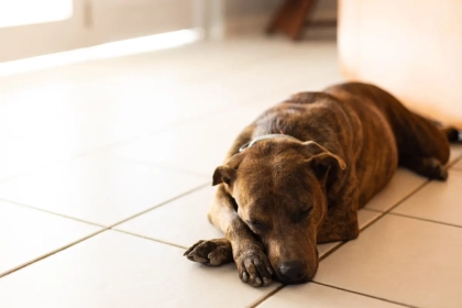 Quels revêtements de sol choisir quand on a des animaux ?