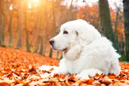 Assurance pour chien : 3 astuces pour faire le bon choix