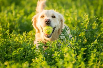 Pourquoi ne devriez-vous pas adopter un Golden Retriever ?