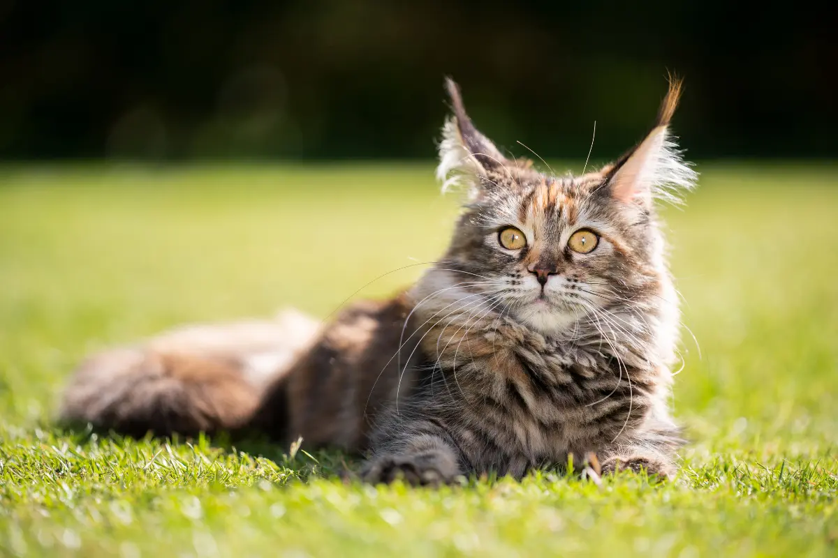 Pourquoi le Maine Coon est-il le chat idéal pour les familles ?