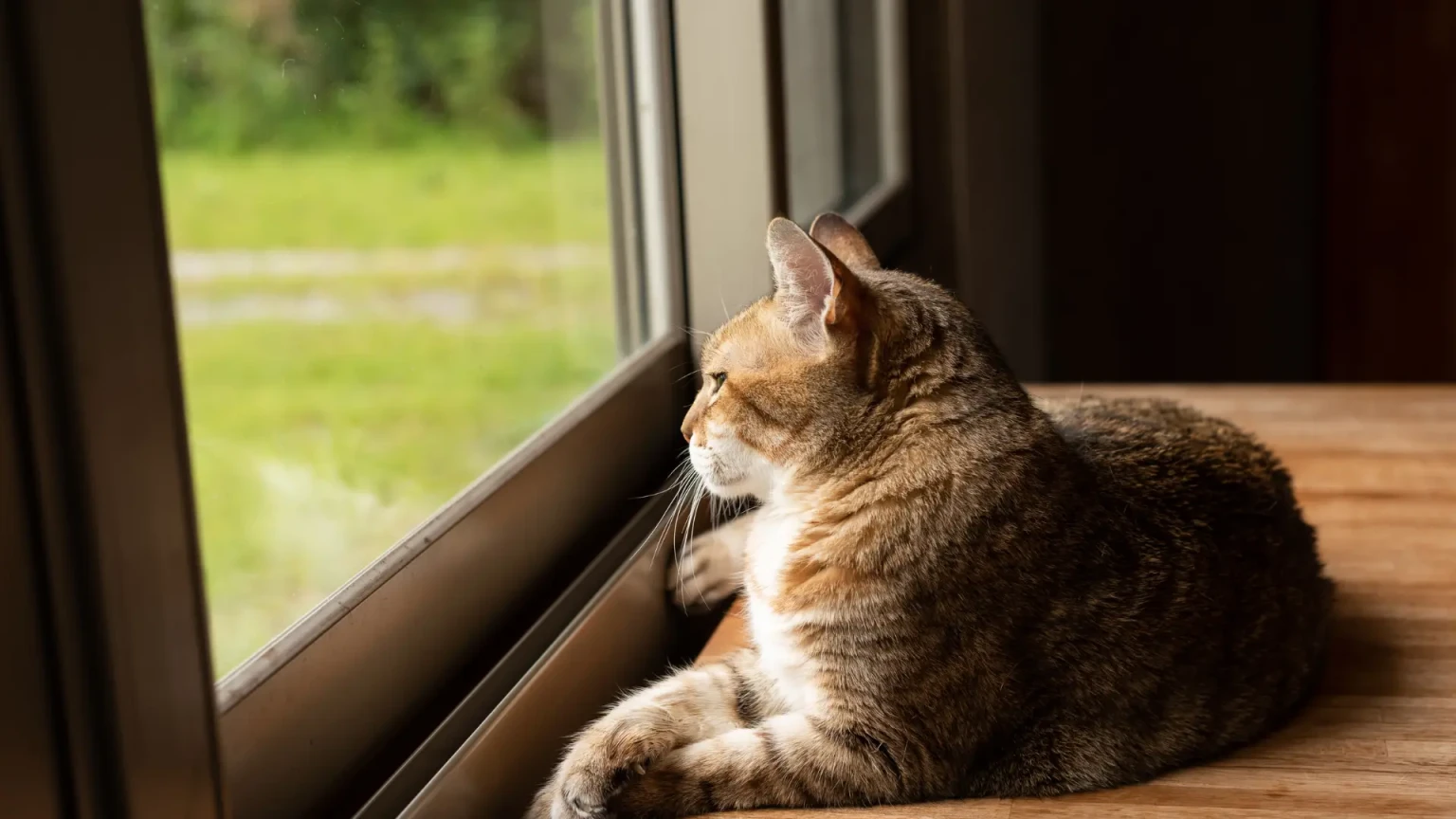 8 races de chat qui ne supportent pas d’être séparées de leur maître