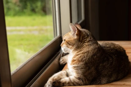 8 races de chat qui ne supportent pas d’être séparées de leur maître